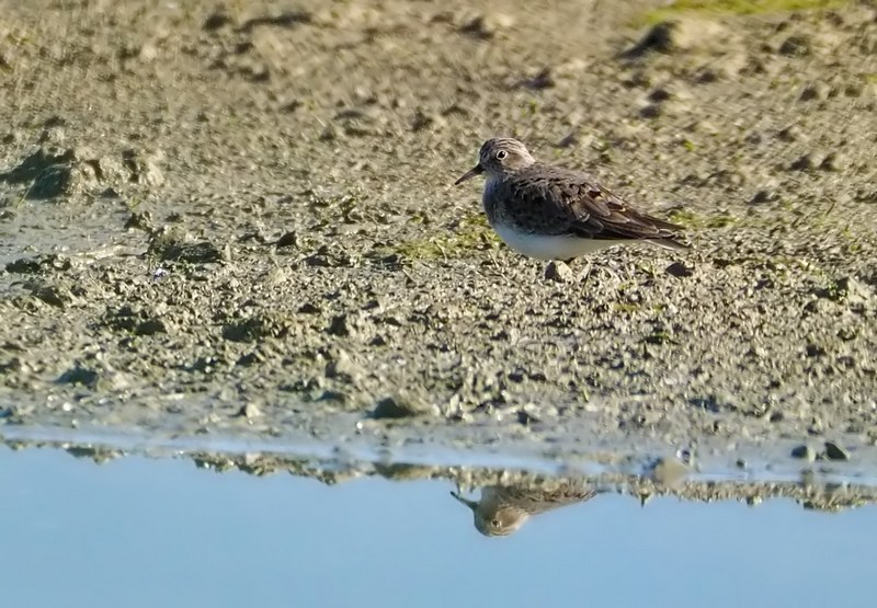 Gambecchio nano (Calidris temminckii )